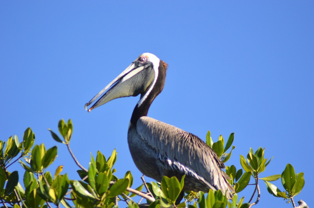 Brown Pelican - ML84798251