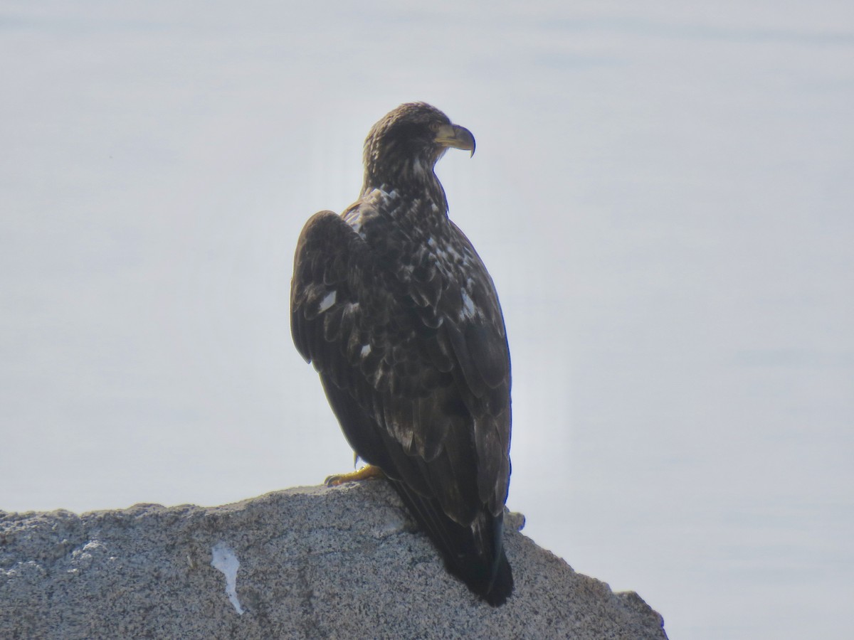 Bald Eagle - George Folsom