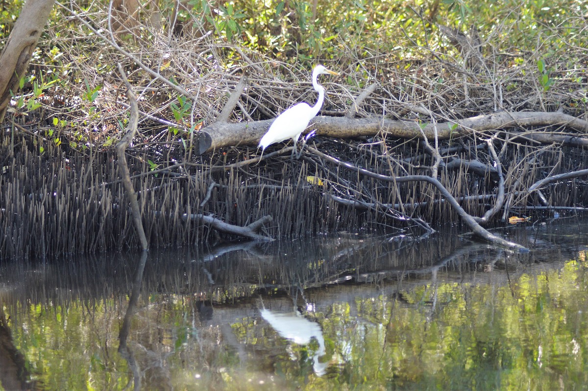 Great Egret - ML84798451