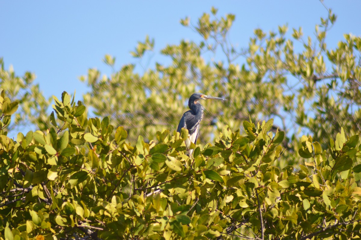 Tricolored Heron - ML84798631