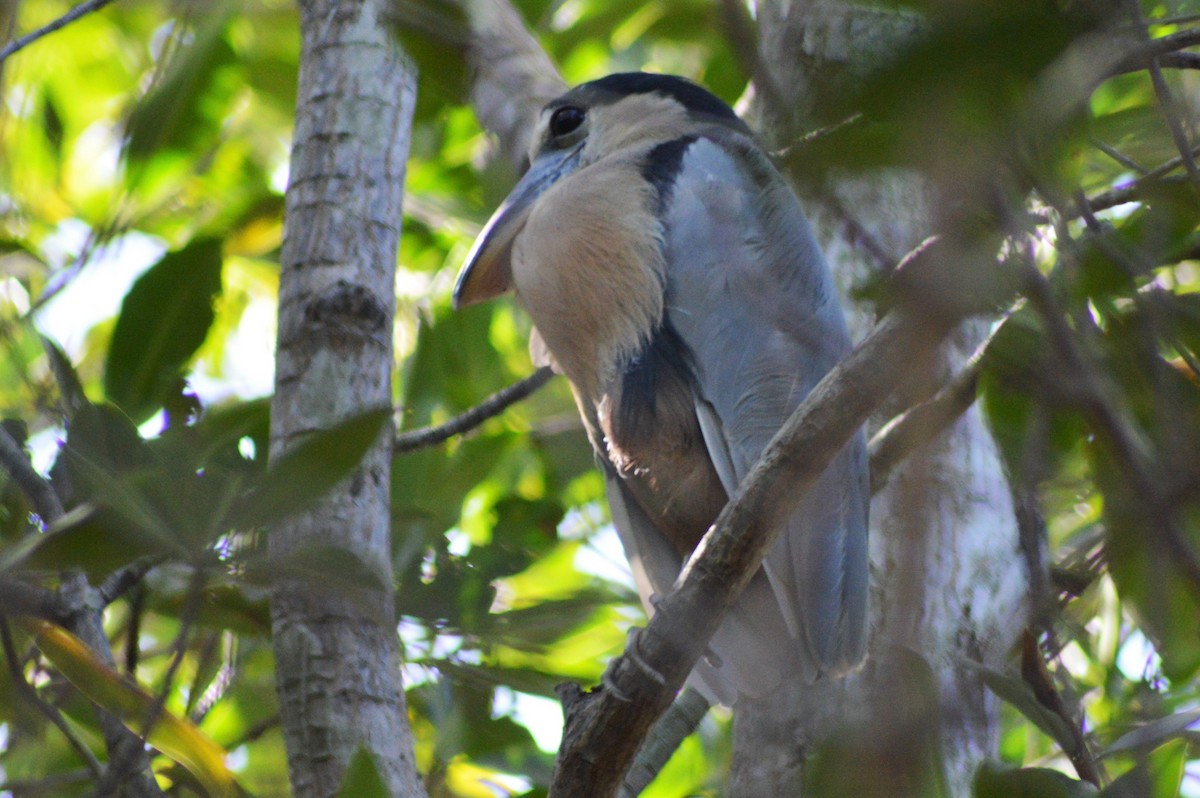 Boat-billed Heron - ML84798681