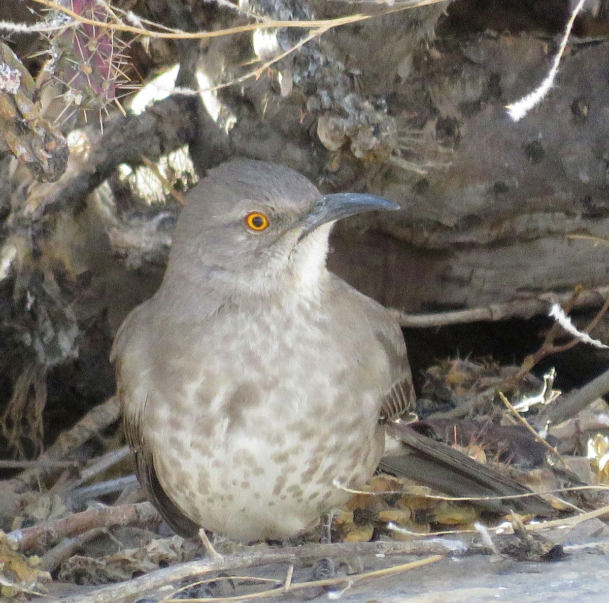 Curve-billed Thrasher - ML84798701