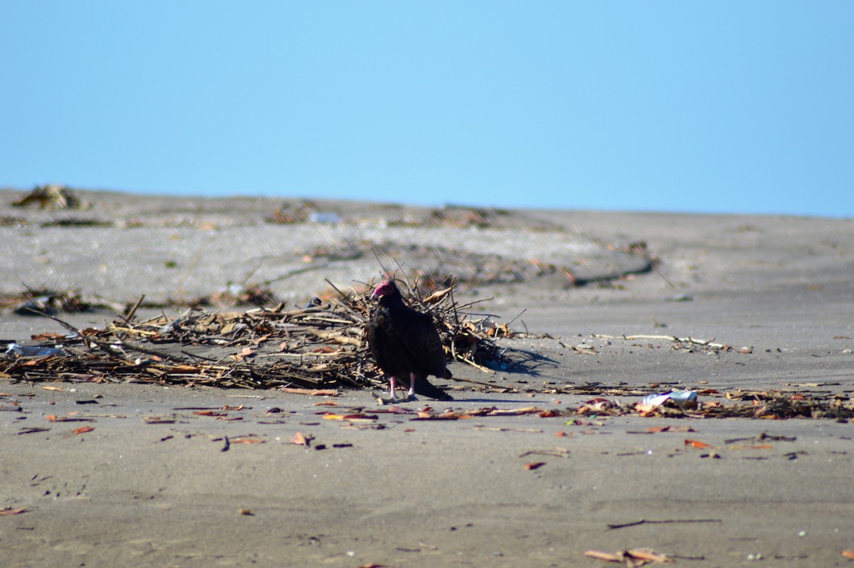 Turkey Vulture - ML84798871