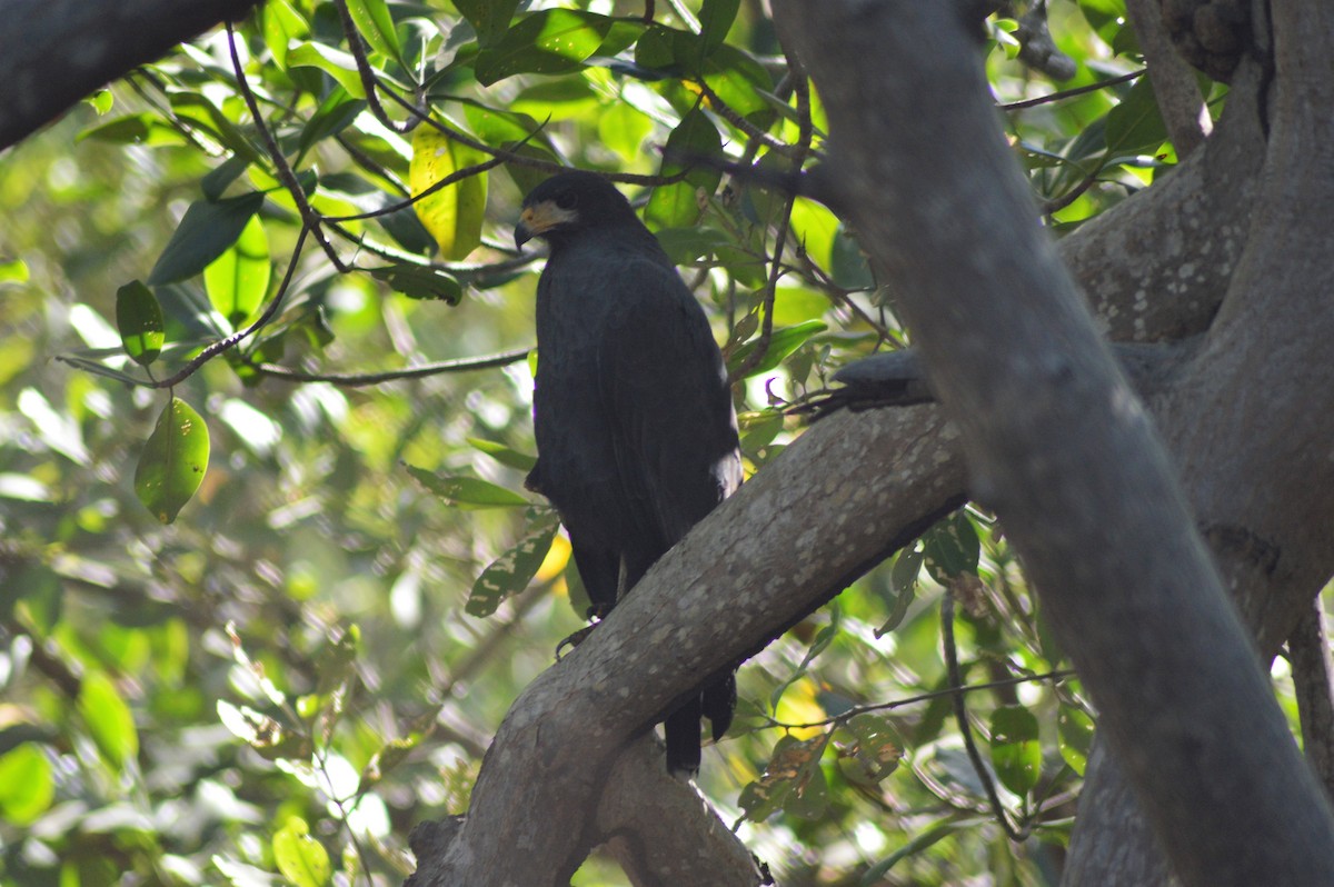 Common Black Hawk - ML84798991