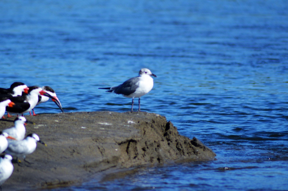 Laughing Gull - ML84799511