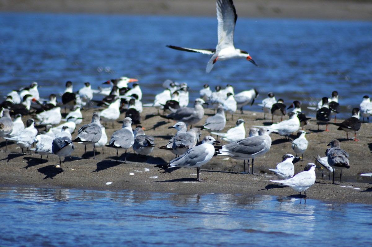 Gaviota Guanaguanare - ML84799641