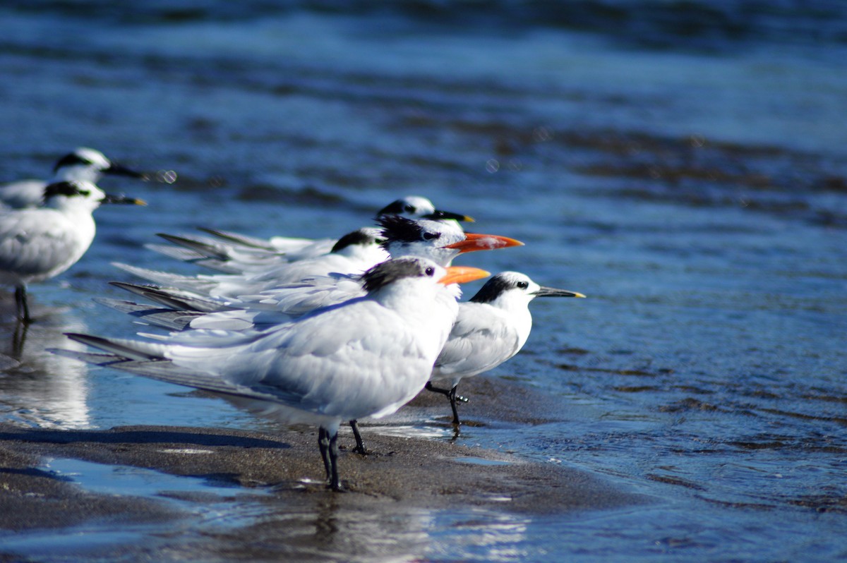 Royal Tern - Rene Salvador Mena Guzman