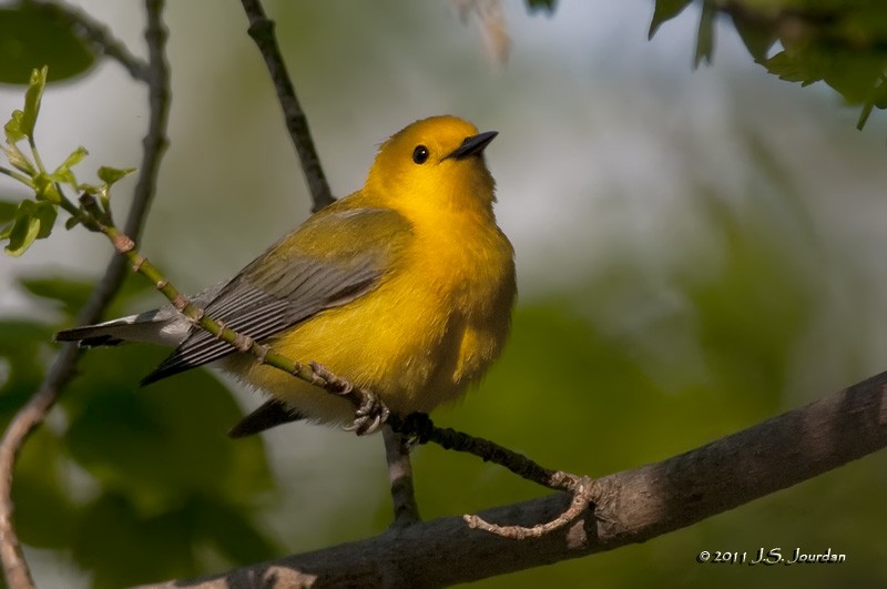 Prothonotary Warbler - Jerome Jourdan