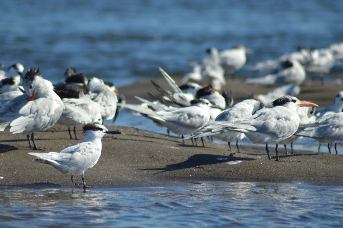 Sandwich Tern - ML84799931