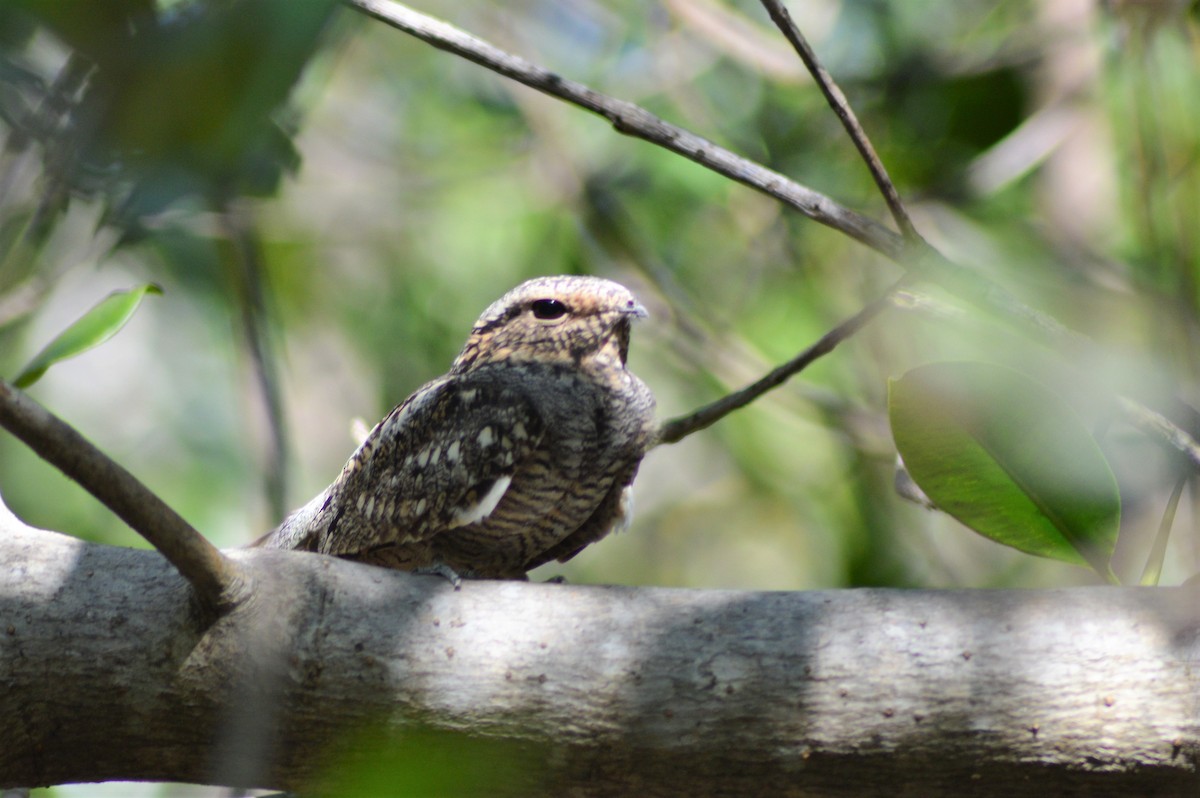 Lesser Nighthawk - ML84800061