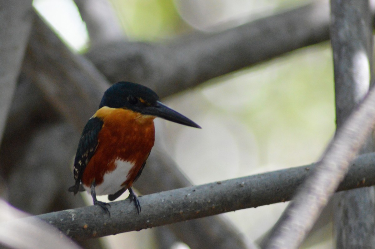 American Pygmy Kingfisher - Rene Salvador Mena Guzman