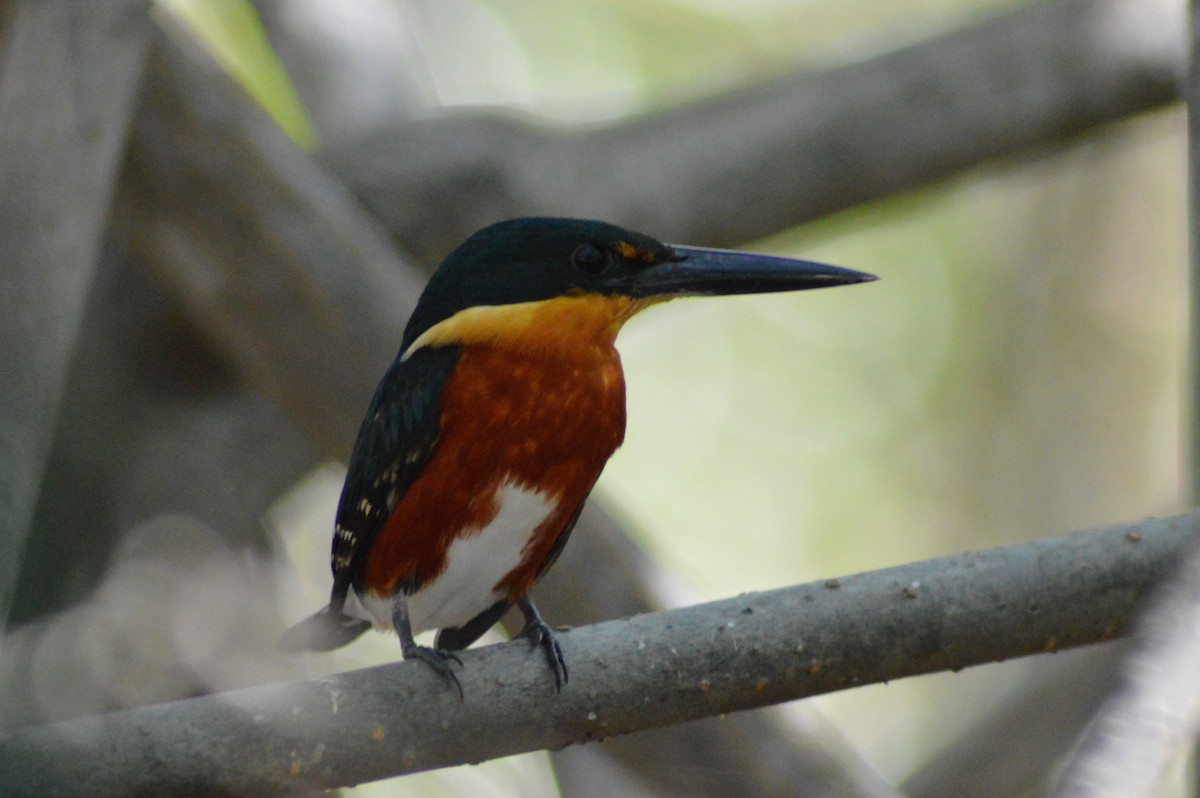 American Pygmy Kingfisher - ML84800331