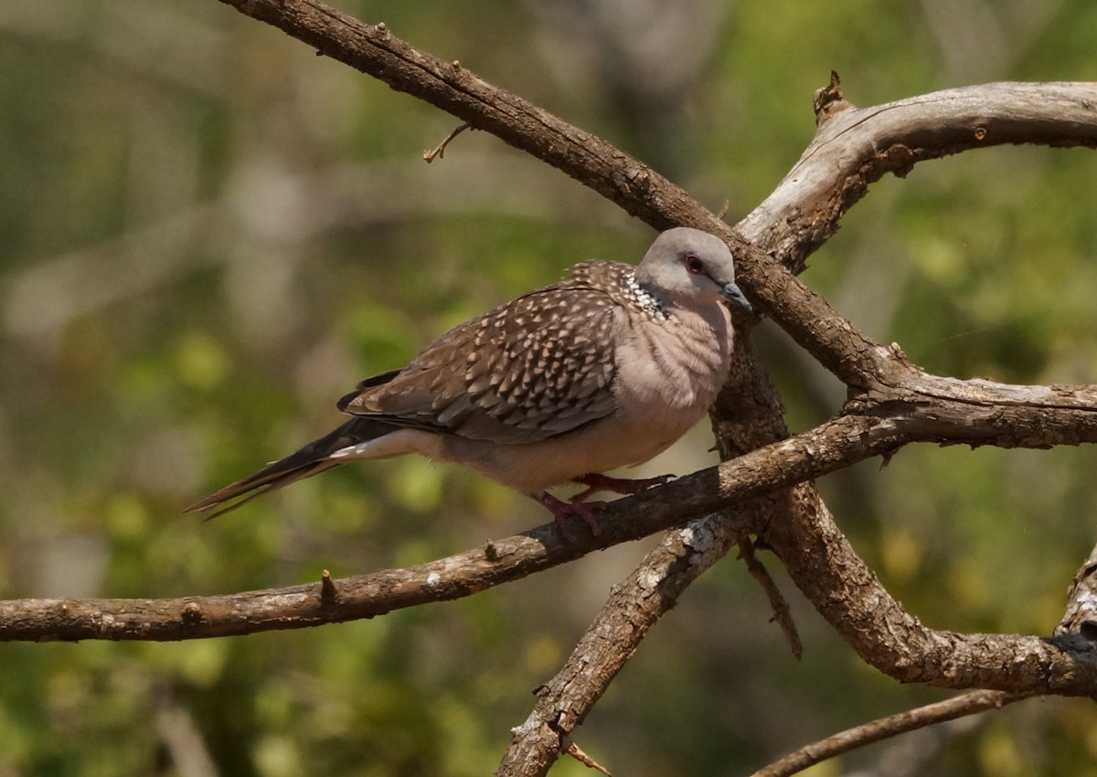 Spotted Dove - Nancy Cox