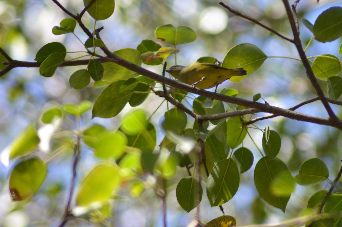 Scrub Euphonia - ML84801171