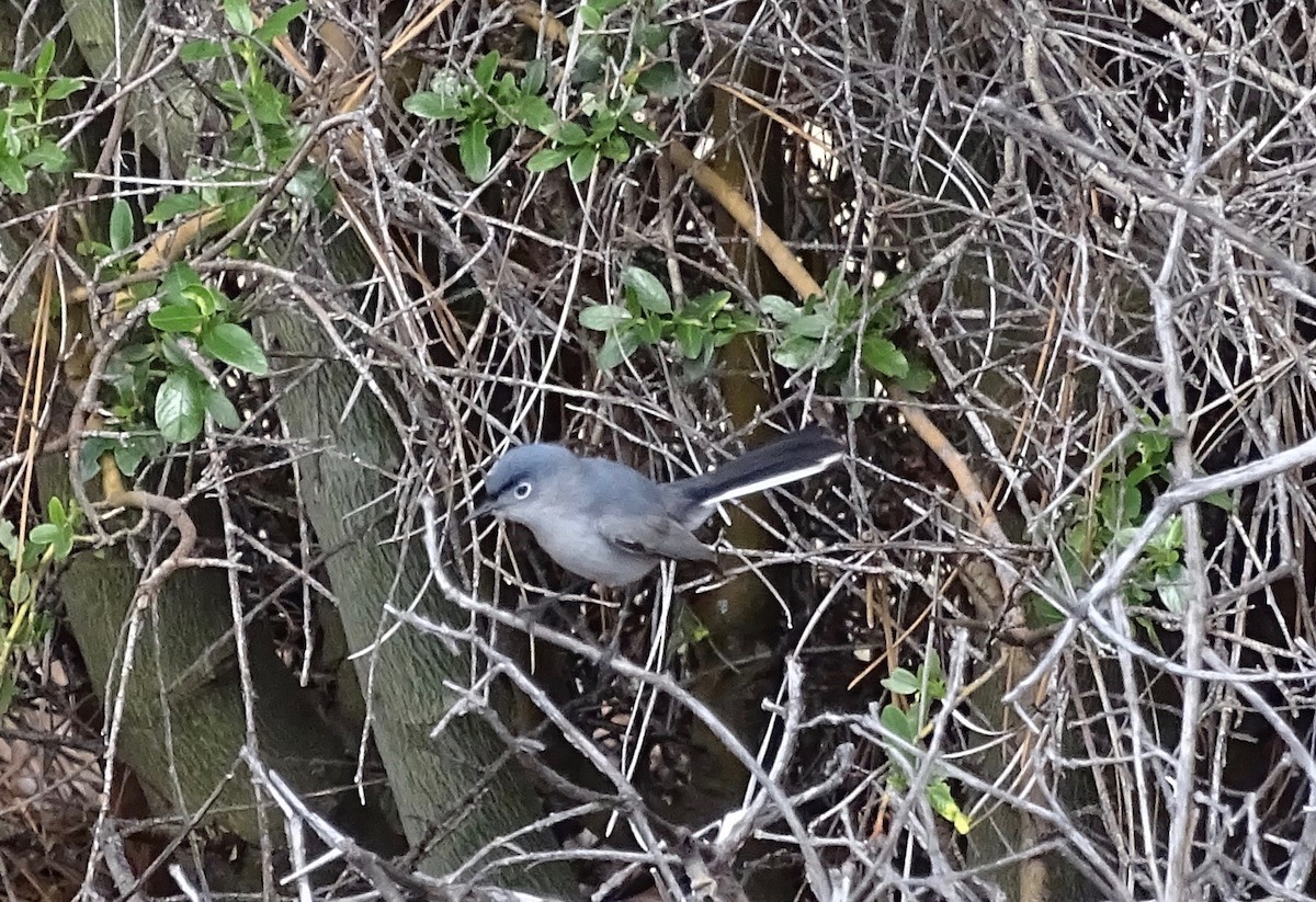 Blue-gray Gnatcatcher - Thomas Turner