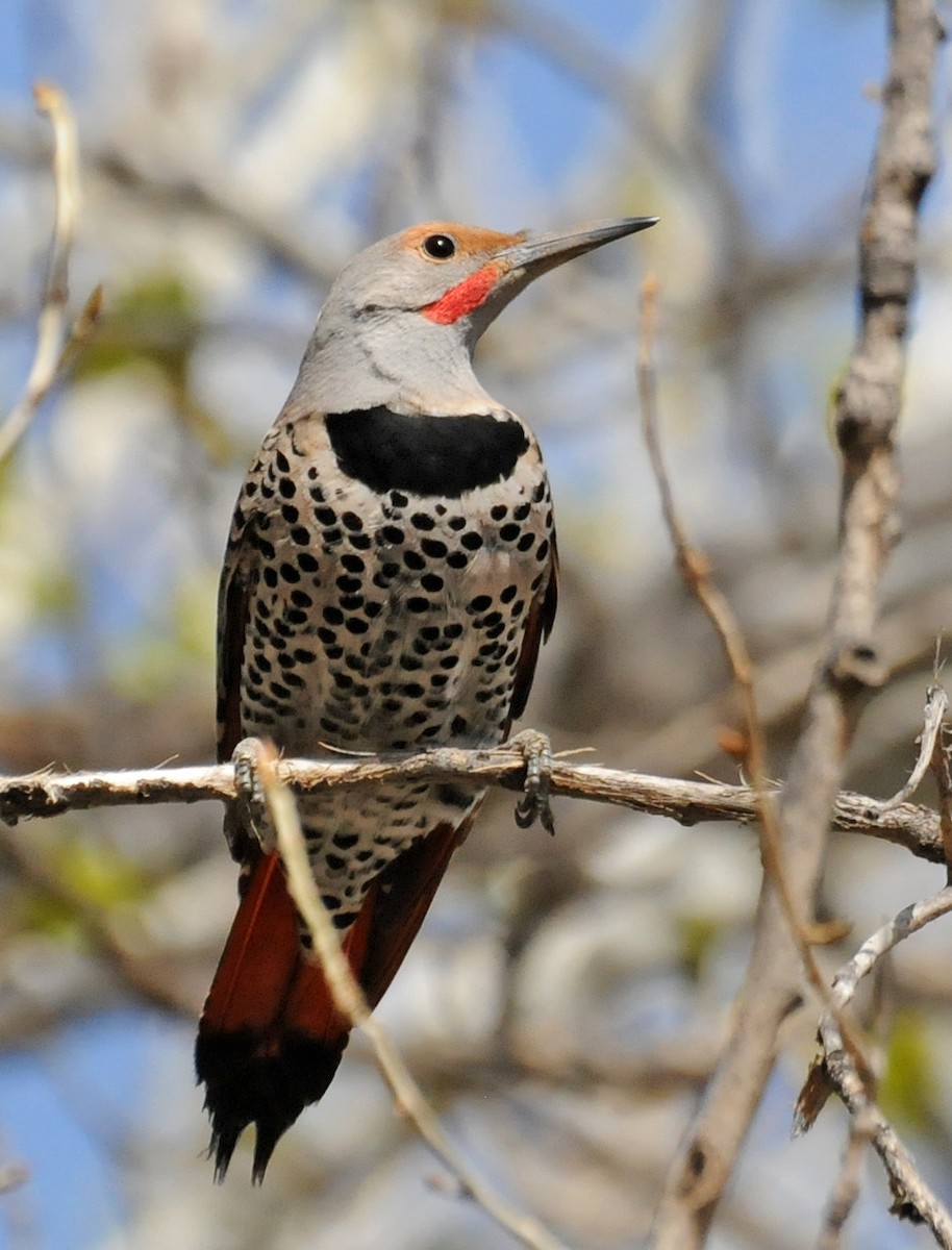 Northern Flicker (Red-shafted) - Steven Mlodinow