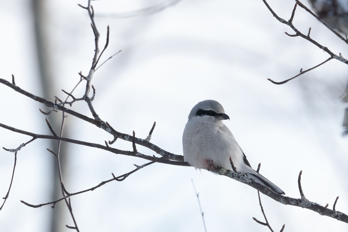 Northern Shrike - ML84802051