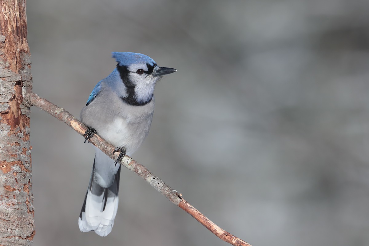 Blue Jay - ML84802131