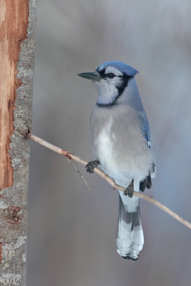 Blue Jay - ML84802141