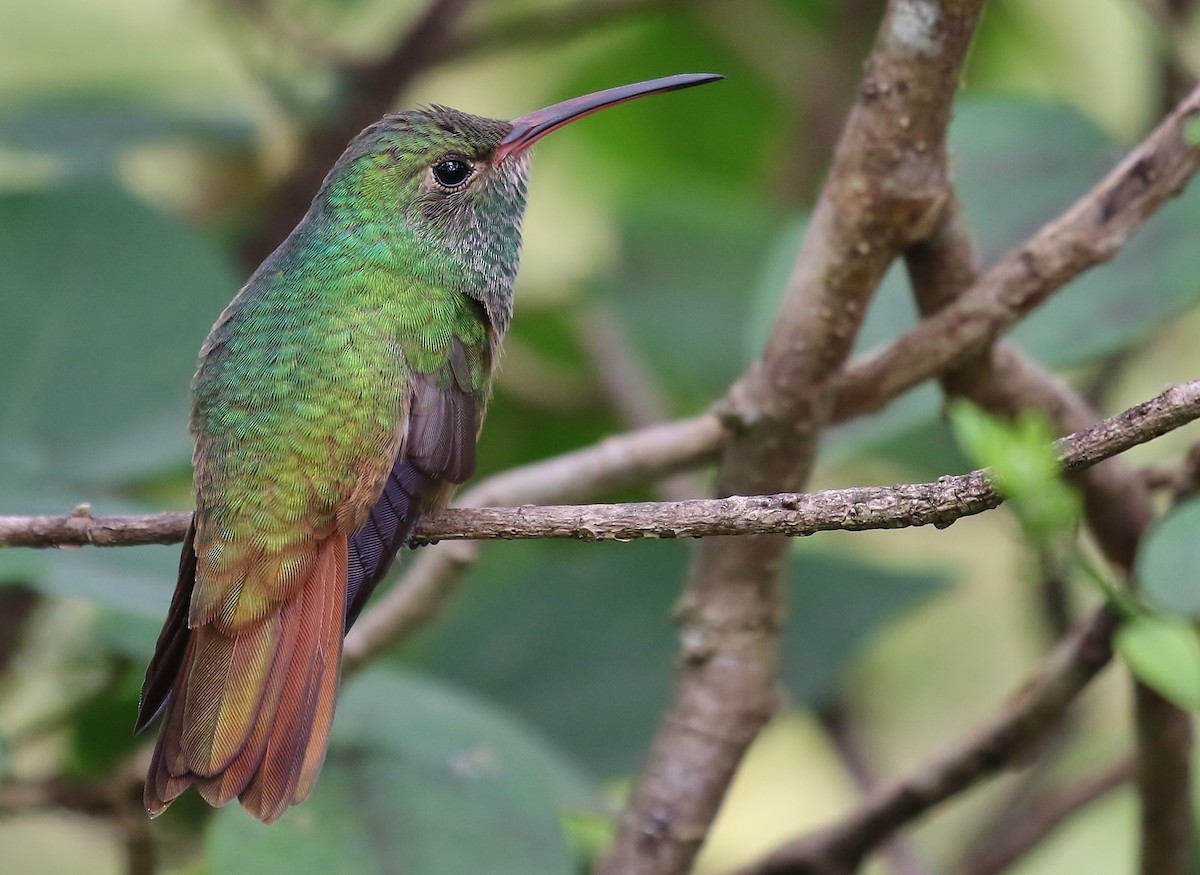 Buff-bellied Hummingbird - Musa Awan