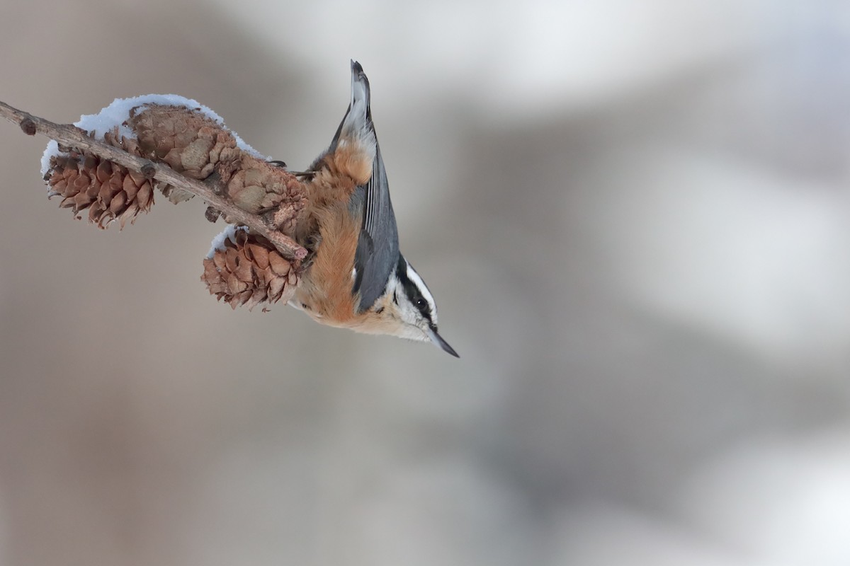 Red-breasted Nuthatch - ML84802261