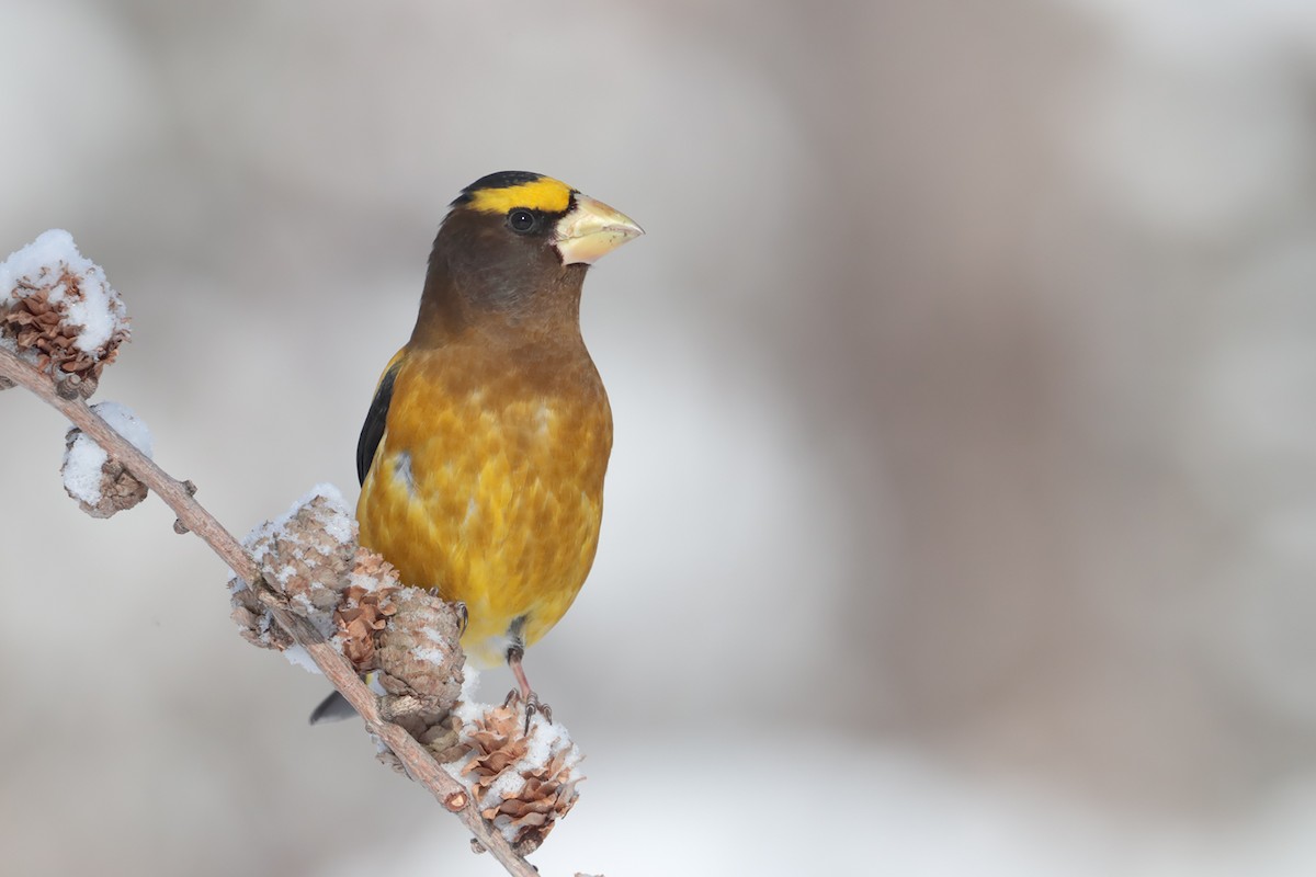 Evening Grosbeak - ML84802301