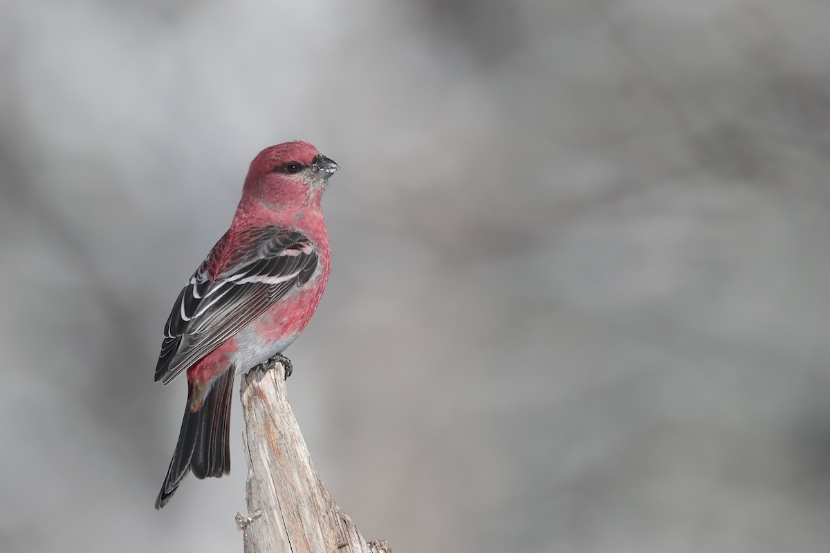 Pine Grosbeak - ML84802451