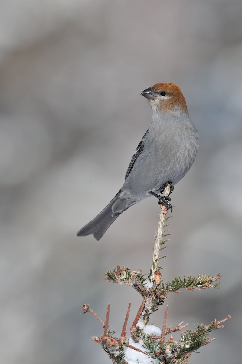 Pine Grosbeak - ML84802461