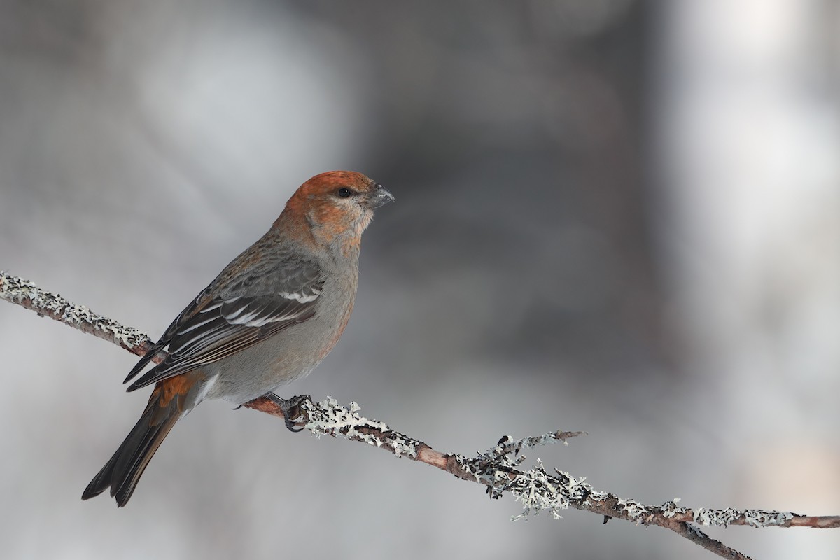 Pine Grosbeak - ML84802471