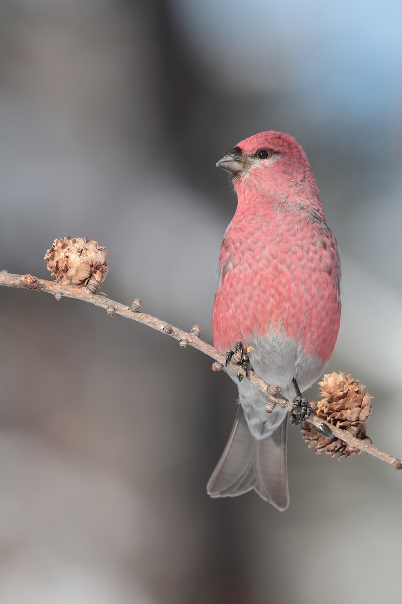 Pine Grosbeak - ML84802481