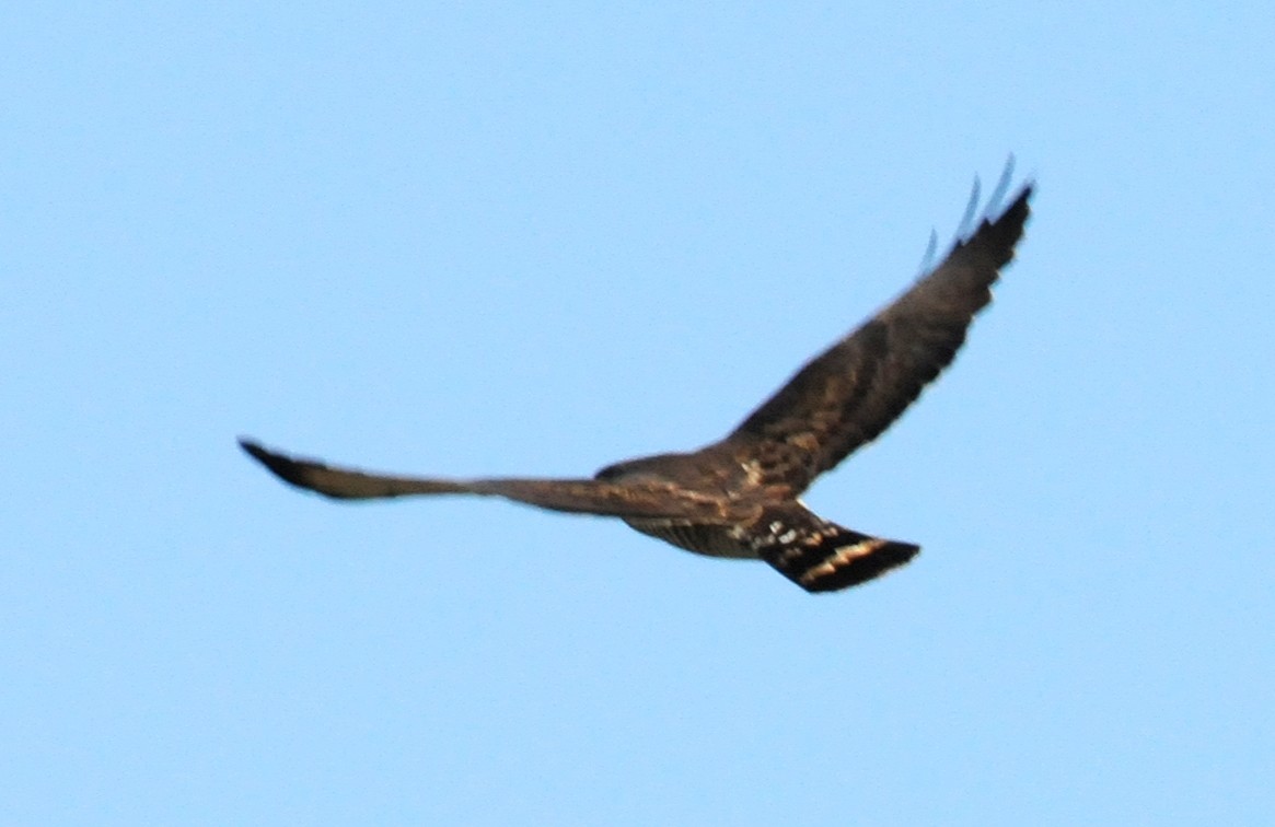 Broad-winged Hawk - ML84802571