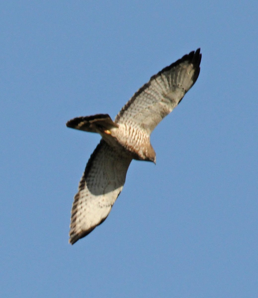 Broad-winged Hawk - ML84802581