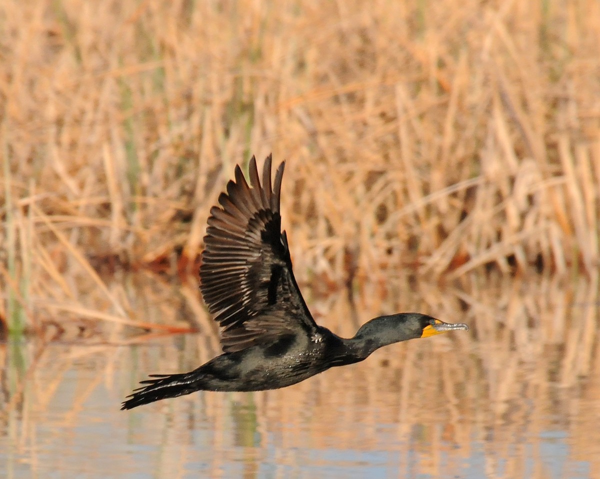 Cormoran à aigrettes - ML84802731