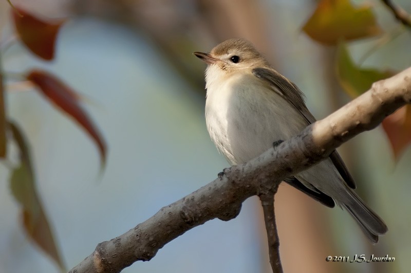 Warbling Vireo - Jerome Jourdan