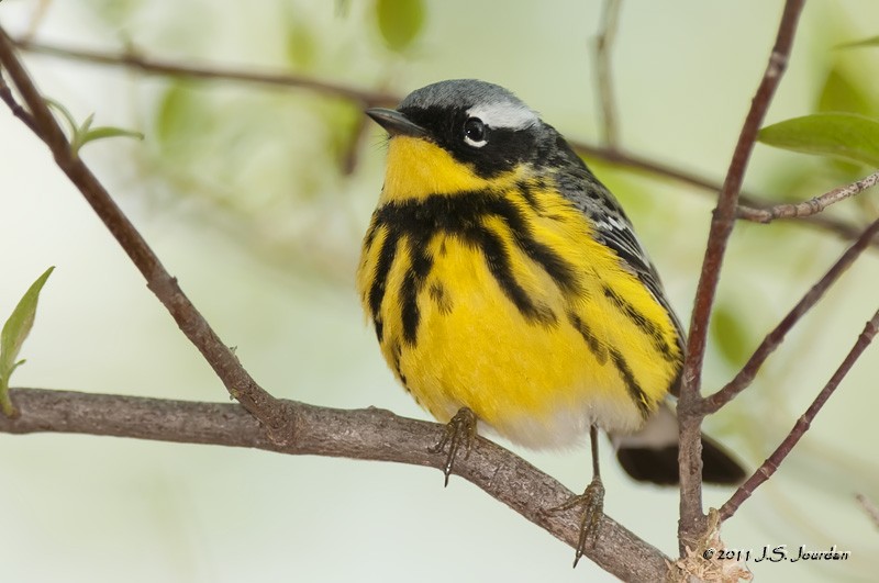 Magnolia Warbler - Jerome Jourdan