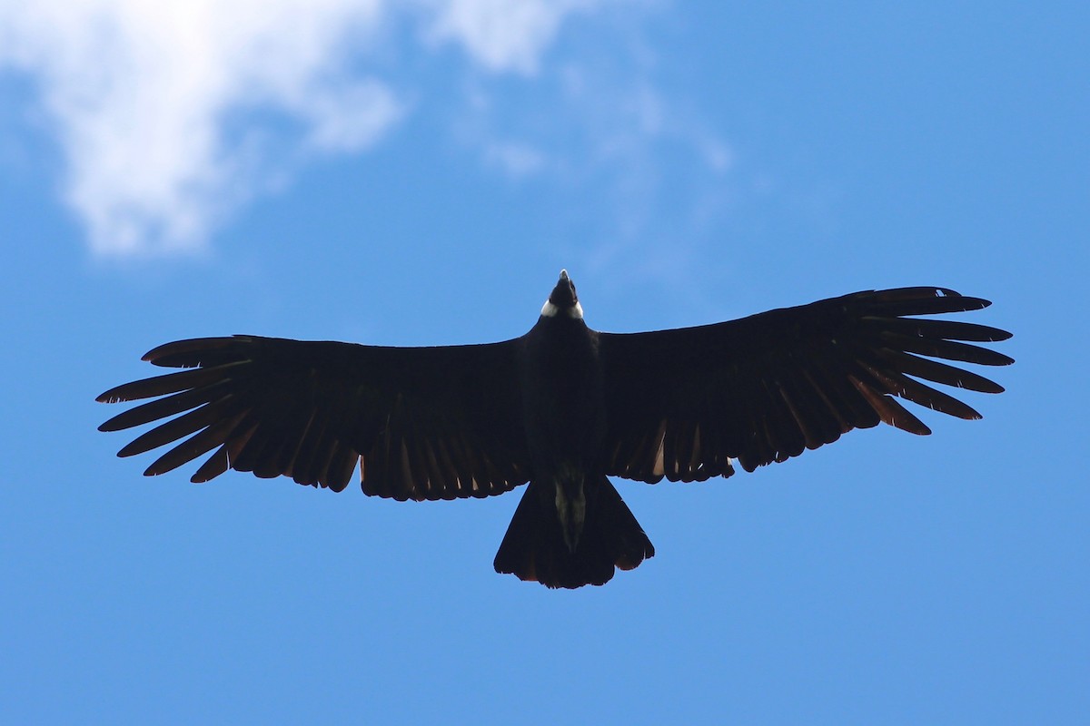 Andean Condor - ML84804051