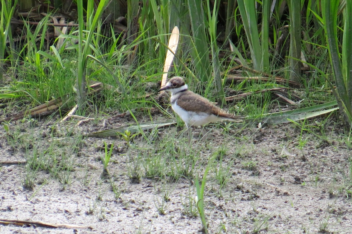 Killdeer - Lindsey Duval