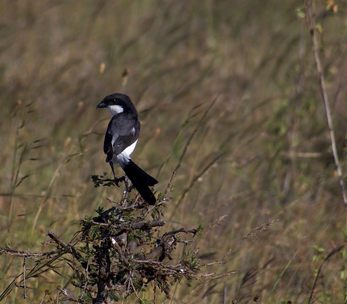 Long-tailed Fiscal - ML84805731