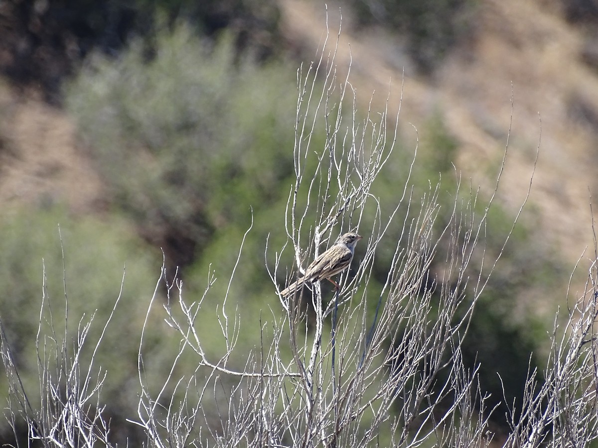 Brewer's Sparrow - ML84806401