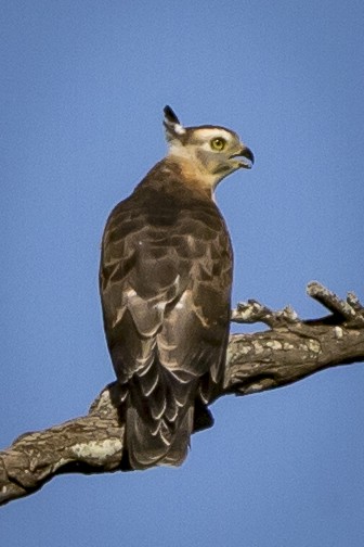 Pacific Baza - ML84807121