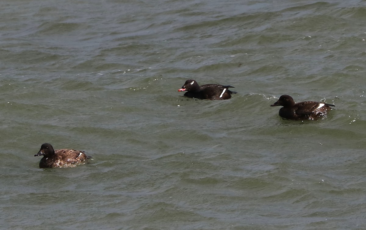 White-winged Scoter - Brenda Bull