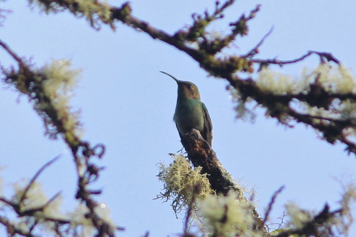 kolibřík modrouchý - ML84807391