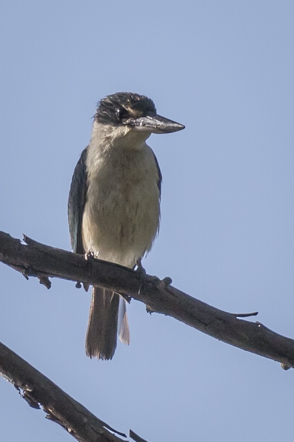 Sacred Kingfisher (Australasian) - Bob Durant