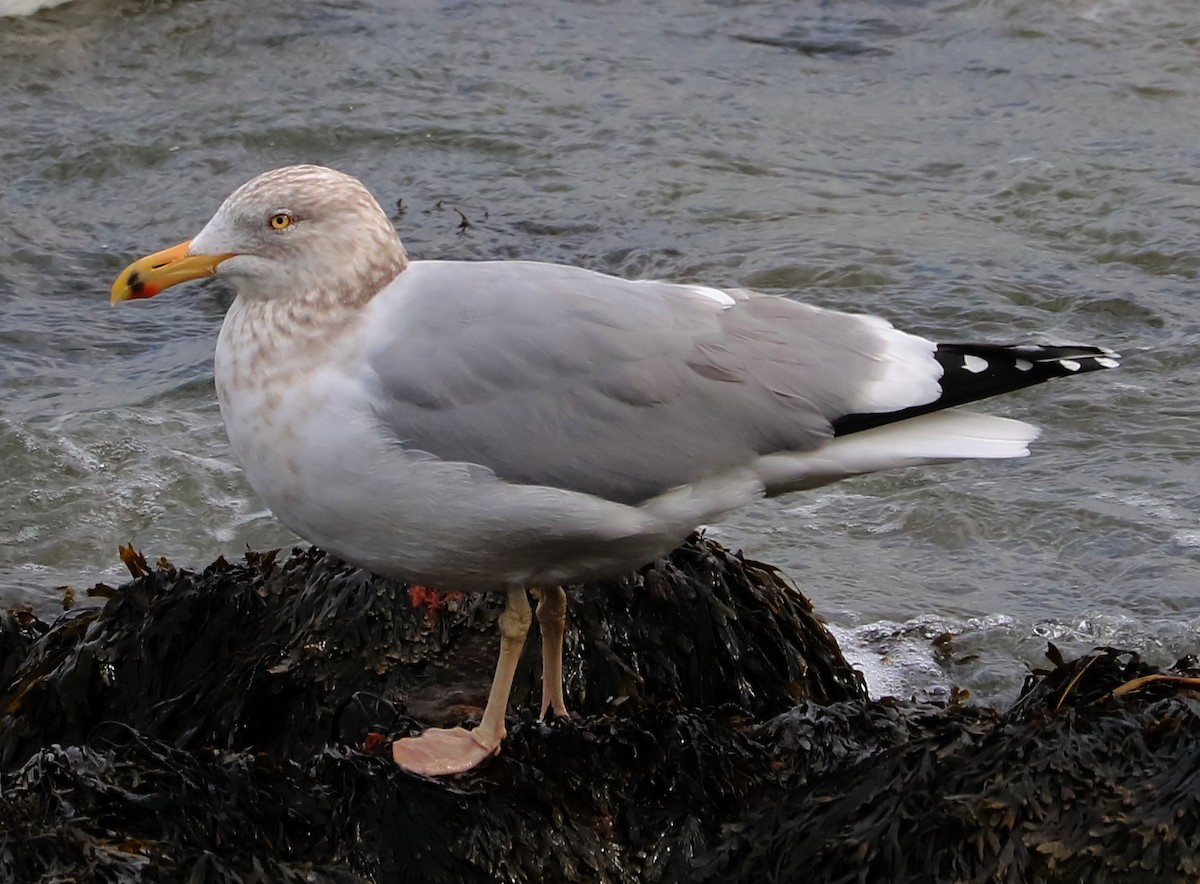 Herring Gull - ML84808731