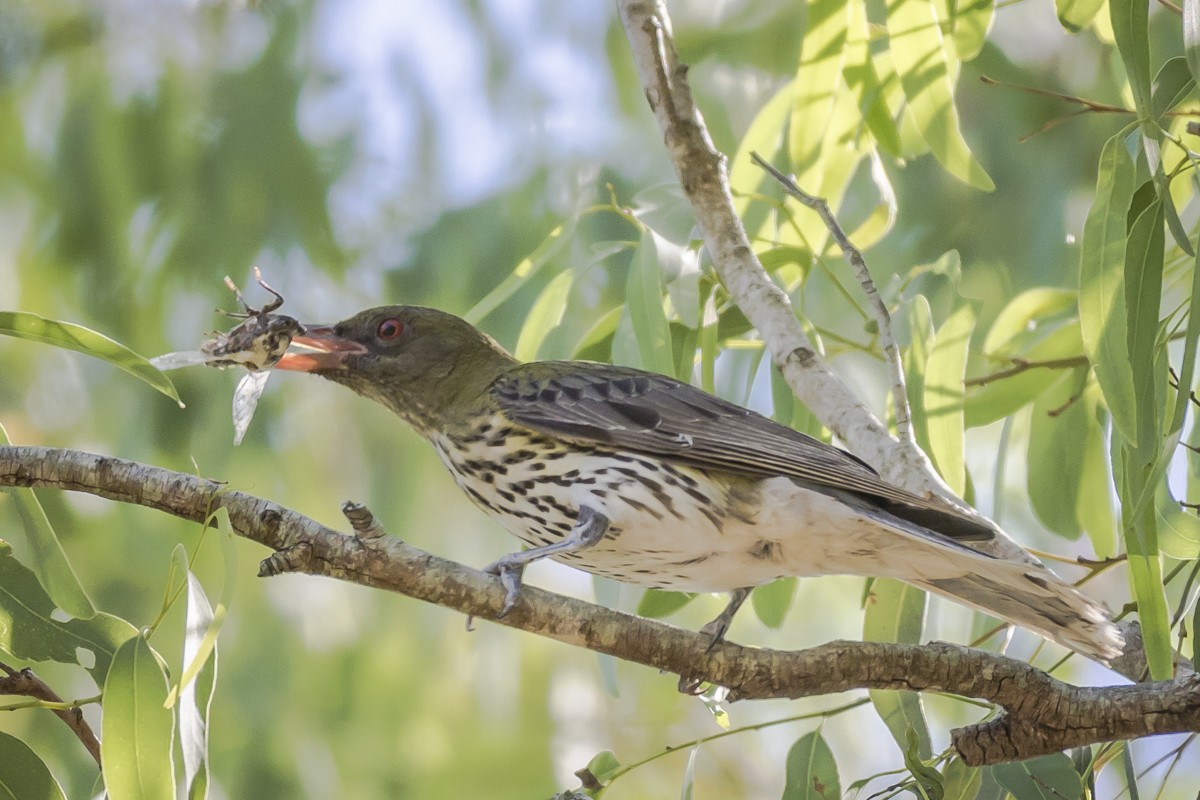 Olive-backed Oriole - Bob Durant