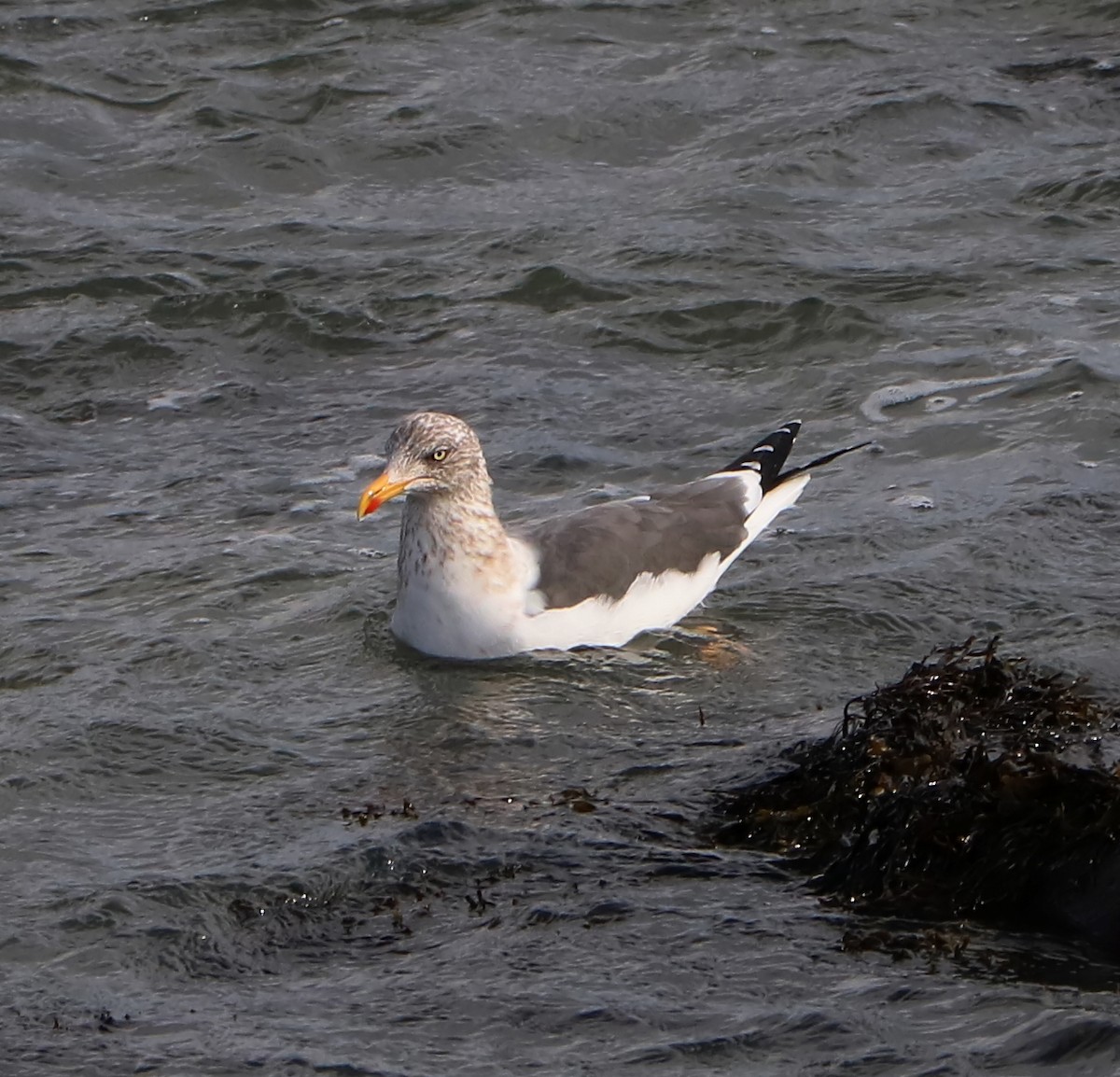 Lesser Black-backed Gull - ML84808961