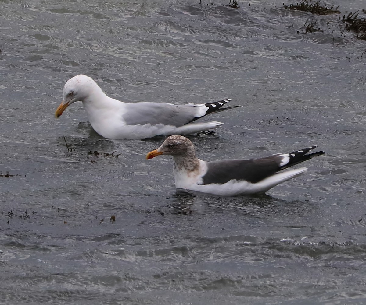 Lesser Black-backed Gull - ML84808971