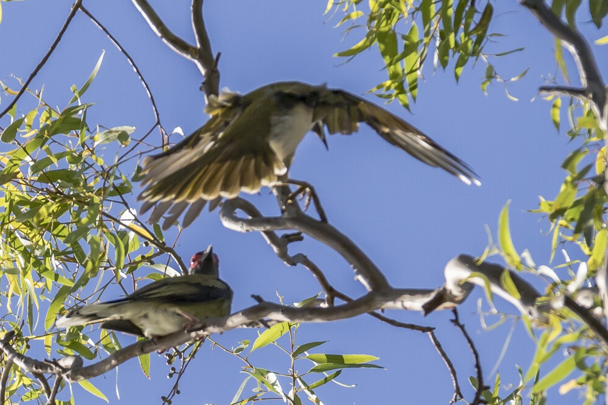 Australasian Figbird - Bob Durant