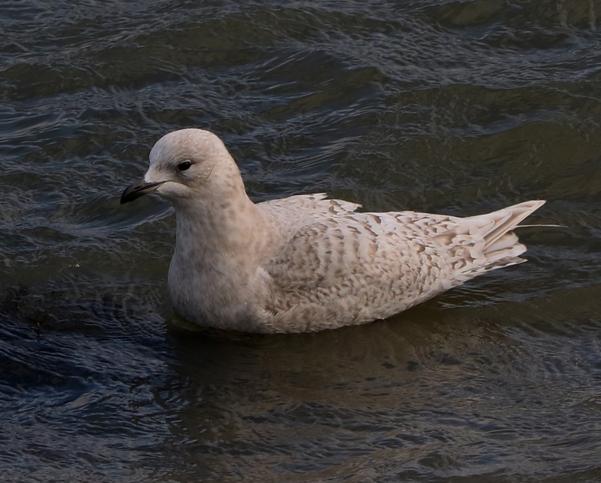 Iceland Gull - ML84809681