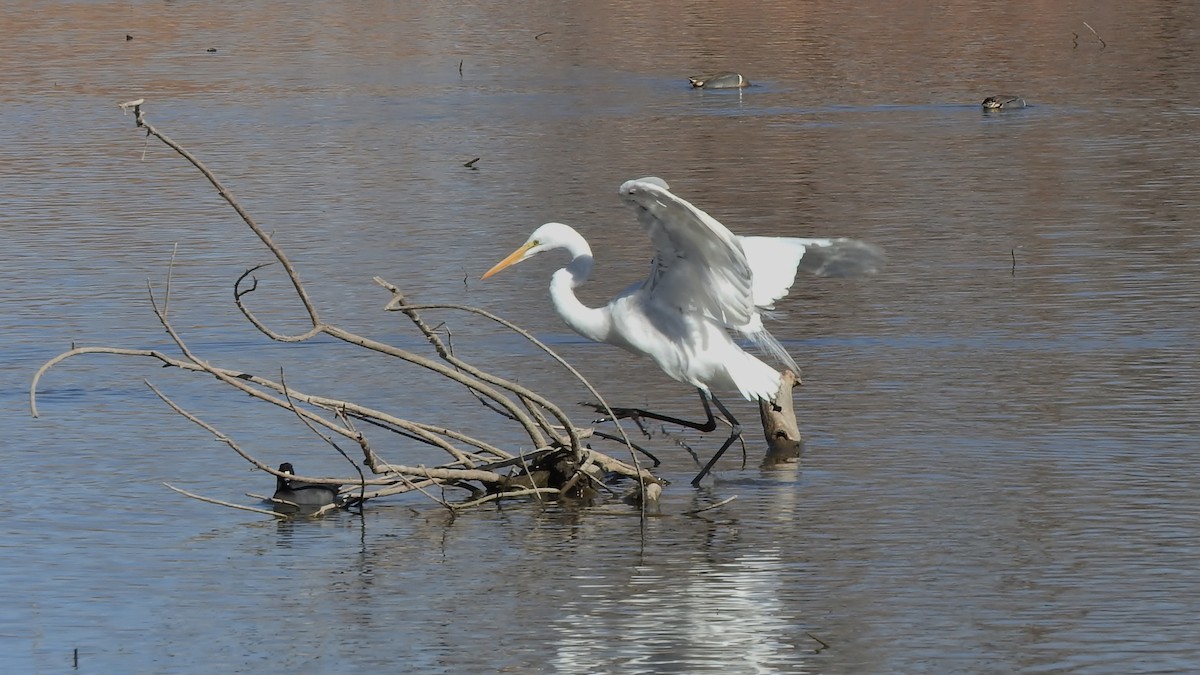 Great Egret - Shirley Stafford